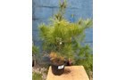 Property photo 13 - TIMED ONLINE ONLY PERSONAL PROPERTY AUCTION IN ALLEN COUNTY INDIANA