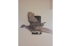 Property photo 40 - TIMED ONLINE ONLY PERSONAL PROPERTY AUCTION IN ALLEN COUNTY, INDIANA