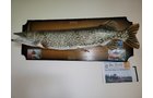 Property photo 45 - TIMED ONLINE ONLY PERSONAL PROPERTY AUCTION IN ALLEN COUNTY, INDIANA
