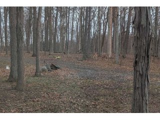 Property photo 73 - REAL ESTATE AUCTION - WILDLIFE & HUNTER'S PARADISE - 32+/- ACRES OFFERED IN 2 TRACTS IN HILLSDALE COUNTY, MICHIGAN