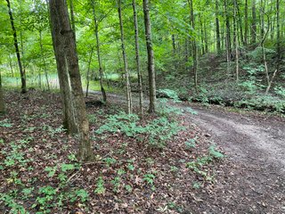 Property photo 30 - REAL ESTATE AUCTION - WILDLIFE & HUNTER'S PARADISE - 32+/- ACRES OFFERED IN 2 TRACTS IN HILLSDALE COUNTY, MICHIGAN
