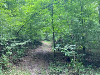 Property photo 32 - REAL ESTATE AUCTION - WILDLIFE & HUNTER'S PARADISE - 32+/- ACRES OFFERED IN 2 TRACTS IN HILLSDALE COUNTY, MICHIGAN