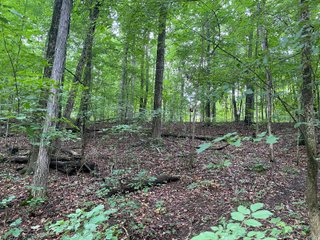 Property photo 33 - REAL ESTATE AUCTION - WILDLIFE & HUNTER'S PARADISE - 32+/- ACRES OFFERED IN 2 TRACTS IN HILLSDALE COUNTY, MICHIGAN