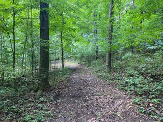 Property photo 34 - REAL ESTATE AUCTION - WILDLIFE & HUNTER'S PARADISE - 32+/- ACRES OFFERED IN 2 TRACTS IN HILLSDALE COUNTY, MICHIGAN