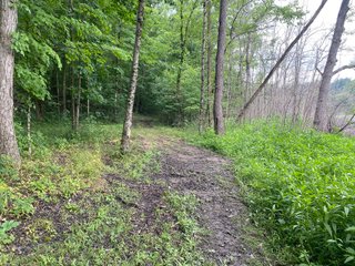 Property photo 36 - REAL ESTATE AUCTION - WILDLIFE & HUNTER'S PARADISE - 32+/- ACRES OFFERED IN 2 TRACTS IN HILLSDALE COUNTY, MICHIGAN