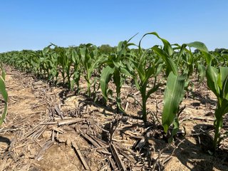 Property photo 43 - LAND AUCTION - 183.76+/-ACRES OFFERED IN 1 TRACT IN PICKAWAY COUNTY, OHIO