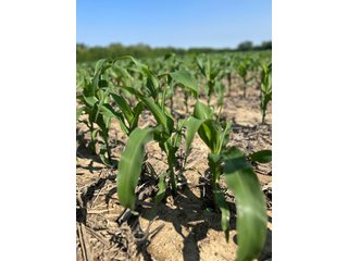 Property photo 41 - LAND AUCTION - 183.76+/-ACRES OFFERED IN 1 TRACT IN PICKAWAY COUNTY, OHIO