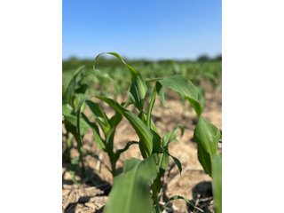 Property photo 40 - LAND AUCTION - 183.76+/-ACRES OFFERED IN 1 TRACT IN PICKAWAY COUNTY, OHIO