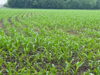 Property photo 37 - LAND AUCTION - 183.76+/-ACRES OFFERED IN 1 TRACT IN PICKAWAY COUNTY, OHIO