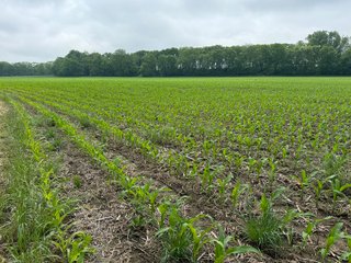 Property photo 58 - LAND AUCTION - 183.76+/-ACRES OFFERED IN 1 TRACT IN PICKAWAY COUNTY, OHIO