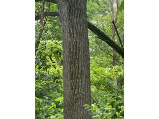 Property photo 50 - LAND AUCTION - 183.76+/-ACRES OFFERED IN 1 TRACT IN PICKAWAY COUNTY, OHIO