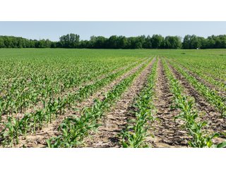 Property photo 30 - LAND AUCTION - 183.76+/-ACRES OFFERED IN 1 TRACT IN PICKAWAY COUNTY, OHIO