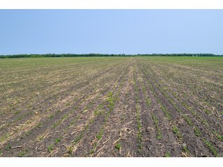 Property photo 35 - LAND AUCTION - 74.29+/-ACRES OFFERED IN 1 TRACT IN IROQUOIS CO., ILLINOIS