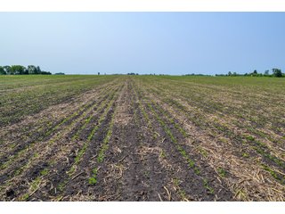 Property photo 36 - LAND AUCTION - 74.29+/-ACRES OFFERED IN 1 TRACT IN IROQUOIS CO., ILLINOIS