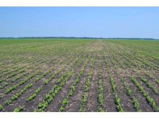 Property photo 38 - LAND AUCTION - 74.29+/-ACRES OFFERED IN 1 TRACT IN IROQUOIS CO., ILLINOIS