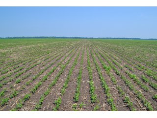 Property photo 39 - LAND AUCTION - 74.29+/-ACRES OFFERED IN 1 TRACT IN IROQUOIS CO., ILLINOIS