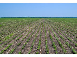 Property photo 40 - LAND AUCTION - 74.29+/-ACRES OFFERED IN 1 TRACT IN IROQUOIS CO., ILLINOIS