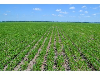 Property photo 41 - LAND AUCTION - 74.29+/-ACRES OFFERED IN 1 TRACT IN IROQUOIS CO., ILLINOIS