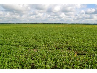 Property photo 17 - LAND AUCTION - 74.29+/-ACRES OFFERED IN 1 TRACT IN IROQUOIS CO., ILLINOIS