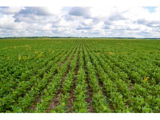 Property photo 32 - LAND AUCTION - 74.29+/-ACRES OFFERED IN 1 TRACT IN IROQUOIS CO., ILLINOIS
