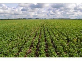 Property photo 4 - LAND AUCTION - 74.29+/-ACRES OFFERED IN 1 TRACT IN IROQUOIS CO., ILLINOIS