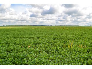 Property photo 5 - LAND AUCTION - 74.29+/-ACRES OFFERED IN 1 TRACT IN IROQUOIS CO., ILLINOIS