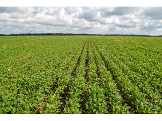 Property photo 6 - LAND AUCTION - 74.29+/-ACRES OFFERED IN 1 TRACT IN IROQUOIS CO., ILLINOIS
