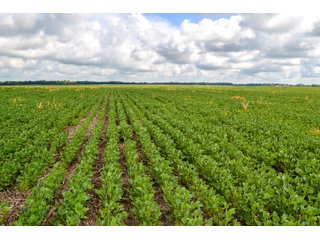 Property photo 8 - LAND AUCTION - 74.29+/-ACRES OFFERED IN 1 TRACT IN IROQUOIS CO., ILLINOIS
