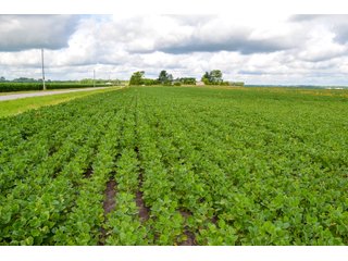 Property photo 9 - LAND AUCTION - 74.29+/-ACRES OFFERED IN 1 TRACT IN IROQUOIS CO., ILLINOIS