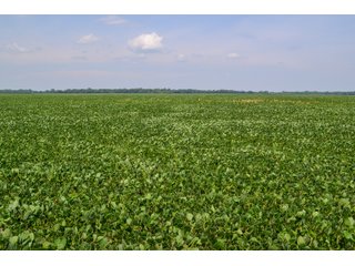 Property photo 18 - LAND AUCTION - 74.29+/-ACRES OFFERED IN 1 TRACT IN IROQUOIS CO., ILLINOIS