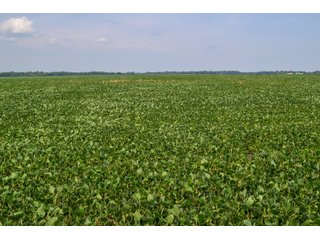 Property photo 19 - LAND AUCTION - 74.29+/-ACRES OFFERED IN 1 TRACT IN IROQUOIS CO., ILLINOIS