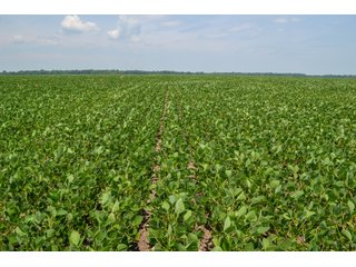 Property photo 20 - LAND AUCTION - 74.29+/-ACRES OFFERED IN 1 TRACT IN IROQUOIS CO., ILLINOIS
