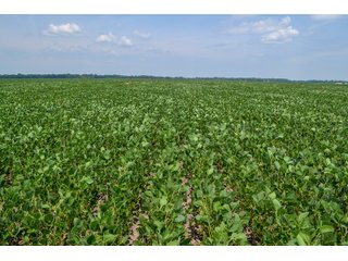 Property photo 21 - LAND AUCTION - 74.29+/-ACRES OFFERED IN 1 TRACT IN IROQUOIS CO., ILLINOIS