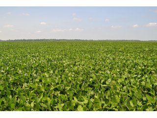 Property photo 22 - LAND AUCTION - 74.29+/-ACRES OFFERED IN 1 TRACT IN IROQUOIS CO., ILLINOIS