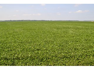 Property photo 23 - LAND AUCTION - 74.29+/-ACRES OFFERED IN 1 TRACT IN IROQUOIS CO., ILLINOIS