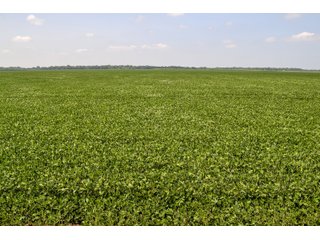 Property photo 24 - LAND AUCTION - 74.29+/-ACRES OFFERED IN 1 TRACT IN IROQUOIS CO., ILLINOIS