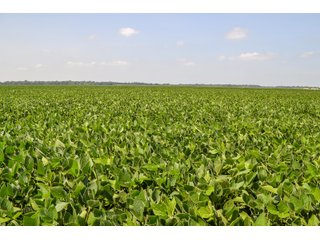 Property photo 25 - LAND AUCTION - 74.29+/-ACRES OFFERED IN 1 TRACT IN IROQUOIS CO., ILLINOIS