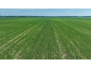 Property photo 29 - LAND AUCTION - 74.29+/-ACRES OFFERED IN 1 TRACT IN IROQUOIS CO., ILLINOIS
