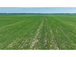 Property photo 30 - LAND AUCTION - 74.29+/-ACRES OFFERED IN 1 TRACT IN IROQUOIS CO., ILLINOIS
