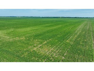 Property photo 31 - LAND AUCTION - 74.29+/-ACRES OFFERED IN 1 TRACT IN IROQUOIS CO., ILLINOIS
