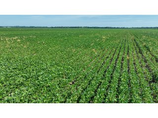 Property photo 26 - LAND AUCTION - 74.29+/-ACRES OFFERED IN 1 TRACT IN IROQUOIS CO., ILLINOIS