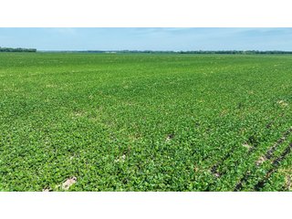 Property photo 33 - LAND AUCTION - 74.29+/-ACRES OFFERED IN 1 TRACT IN IROQUOIS CO., ILLINOIS