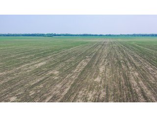 Property photo 16 - LAND AUCTION - 74.29+/-ACRES OFFERED IN 1 TRACT IN IROQUOIS CO., ILLINOIS