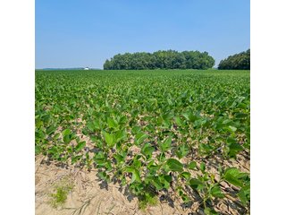 Property photo 50 - LAND AUCTION - 60.5+/- ACRES OFFERED IN 3 TRACTS IN PAULDING COUNTY, OHIO