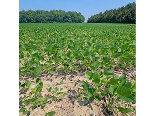 Property photo 49 - LAND AUCTION - 60.5+/- ACRES OFFERED IN 3 TRACTS IN PAULDING COUNTY, OHIO