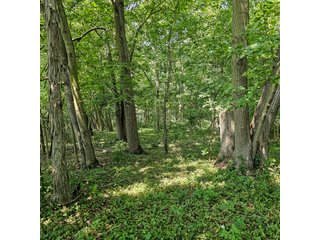 Property photo 38 - LAND AUCTION - 60.5+/- ACRES OFFERED IN 3 TRACTS IN PAULDING COUNTY, OHIO