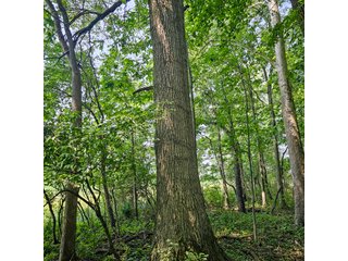 Property photo 47 - LAND AUCTION - 60.5+/- ACRES OFFERED IN 3 TRACTS IN PAULDING COUNTY, OHIO