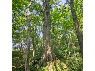 Property photo 46 - LAND AUCTION - 60.5+/- ACRES OFFERED IN 3 TRACTS IN PAULDING COUNTY, OHIO