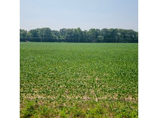 Property photo 44 - LAND AUCTION - 60.5+/- ACRES OFFERED IN 3 TRACTS IN PAULDING COUNTY, OHIO