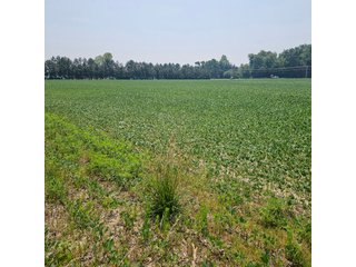 Property photo 43 - LAND AUCTION - 60.5+/- ACRES OFFERED IN 3 TRACTS IN PAULDING COUNTY, OHIO